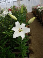 [4348 Signum 2N VZ No01.JPG]